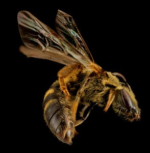 Lasioglossum accuminatum, F, Side, MA, Barnstable (Redo) 2014-04-09-11.36.11 ZS PMax