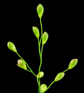 deer tongue grass, md, upper marlboro 2014-06-04-11.46.05 ZS PMax