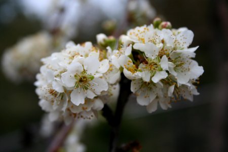 Plum Tree Blossoms