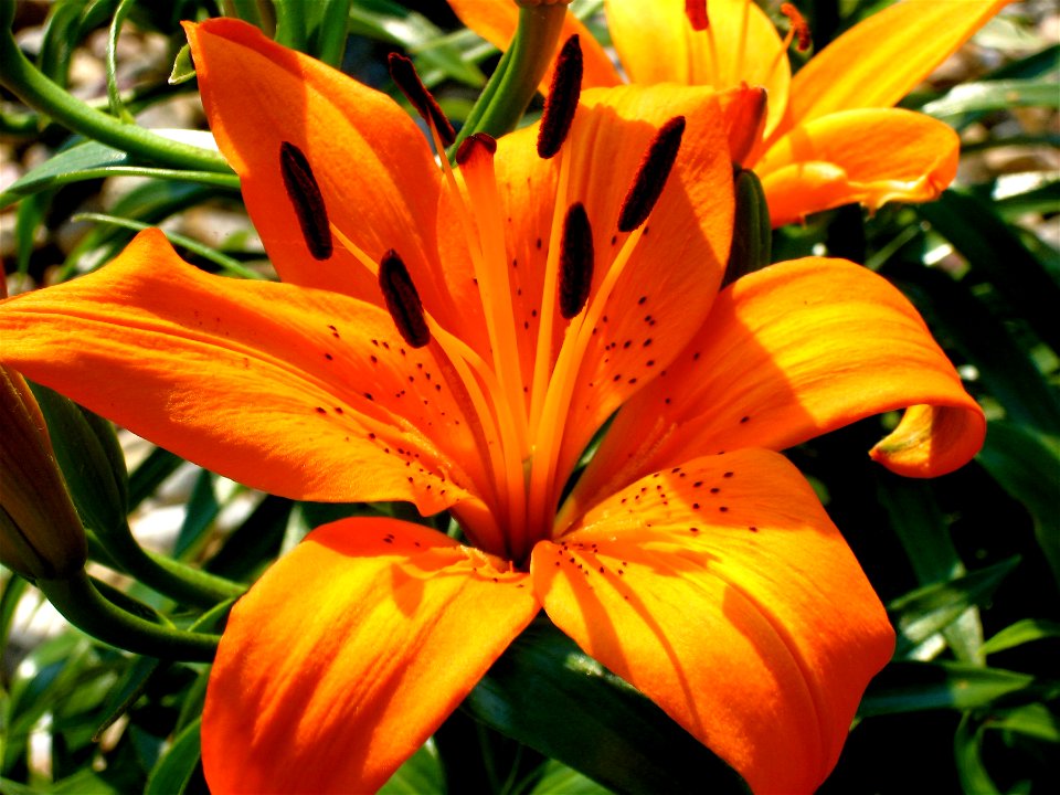 Minneflower
