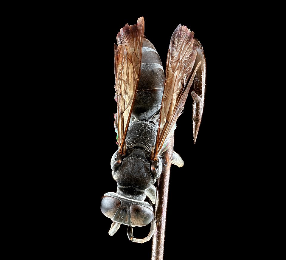 Larrini, back 2012-08-03-17.59.42 ZS PMax