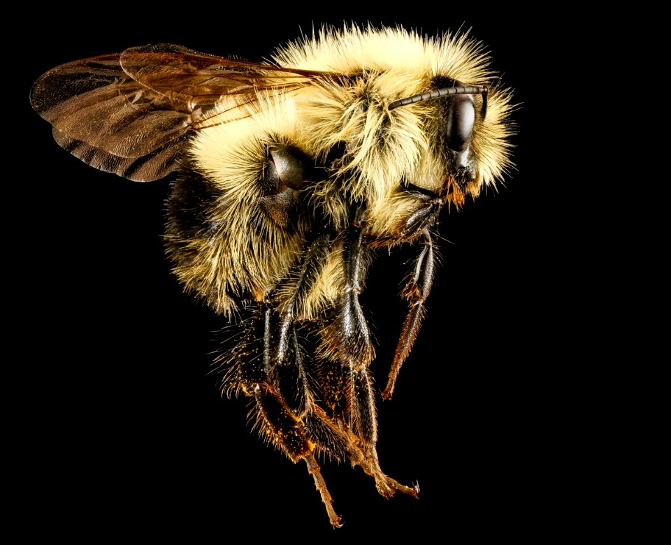 Bombus vagans, m, right side, Centre Co., PA 2016-10-20-11.29