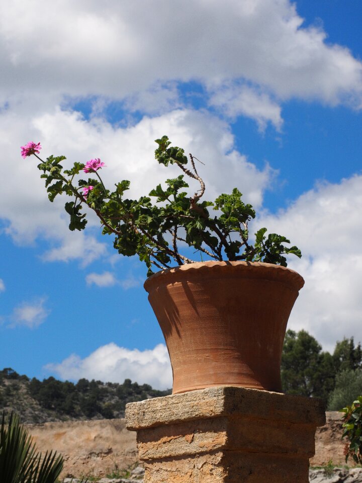 Flower pink pelargonium grandiflorum