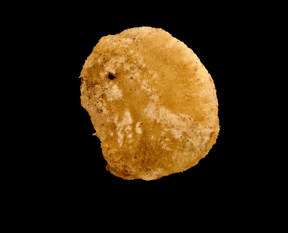 Panax quinquefolius, American Ginseng seed, GFG, Howard County, Md 2019-03-22-15.06.30 ZS PMax UDR
