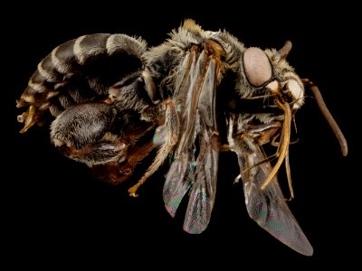 Ancyloscelis apiformis, m, paraguay, side 2014-08-08-10.09.11 ZS PMax photo