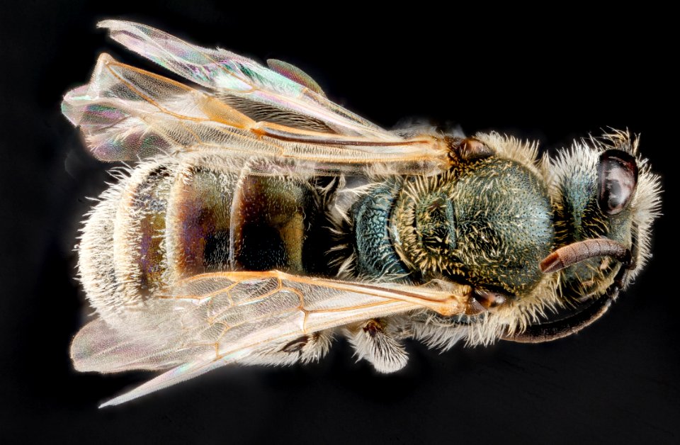 Lasioglossum pruinosum, F, top, Sleeping Bear Dunes, Michigan 2012-10-17-11.01.51 ZS PMax