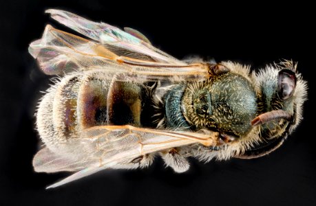 Lasioglossum pruinosum, F, top, Sleeping Bear Dunes, Michigan 2012-10-17-11.01.51 ZS PMax