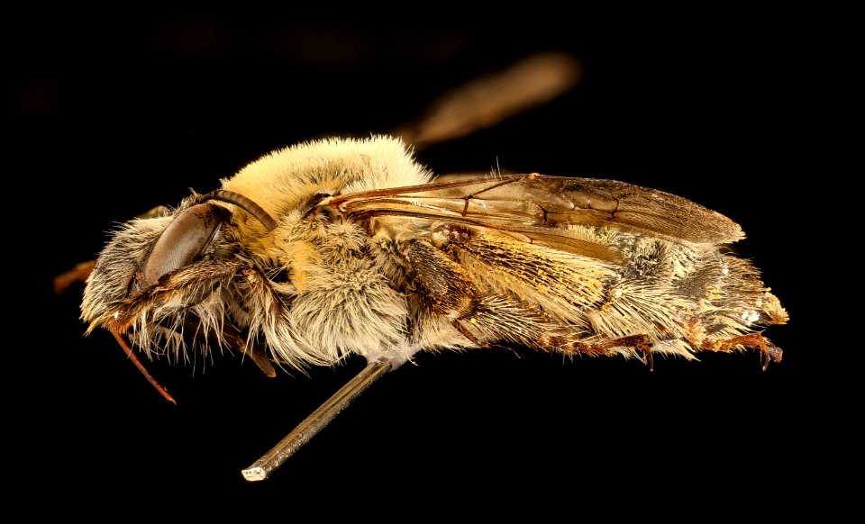 Anthophora occidentalis, f, left, Pennington Co., SD 2018-08-10-14.09.08 ZS PMax UDR