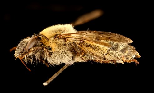 Anthophora occidentalis, f, left, Pennington Co., SD 2018-08-10-14.09.08 ZS PMax UDR