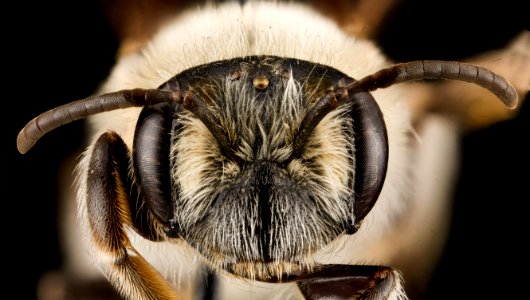 Andrena barbara, female, face 2012-08-06-17.05.50 ZS PMax