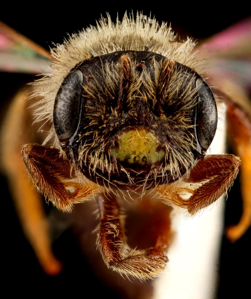 Andrena uvulariae, M, face, Falls Church, Virginia 2012-11-19-17.42.26 ZS PMax