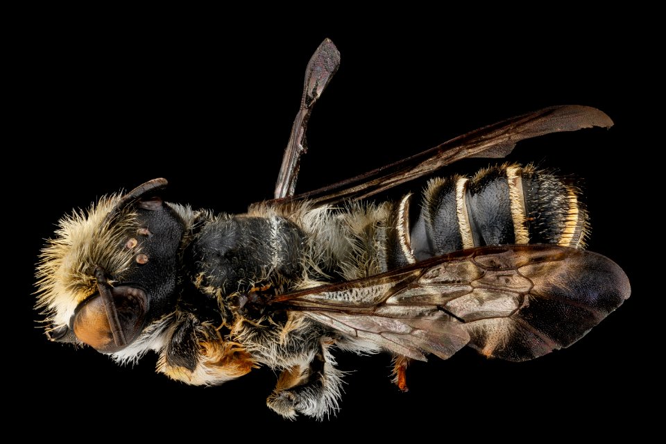 Megachile deceptrix, Male, Back, Dominican Republic La Alta South of Bahahibe 2012-10-23-09.16.22 ZS PMax