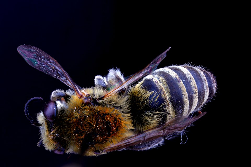 Colletes speculiferus, female, back clean