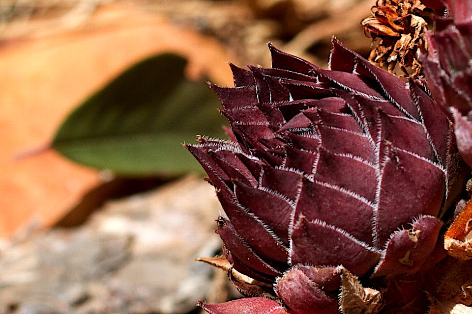 Succulents FTW