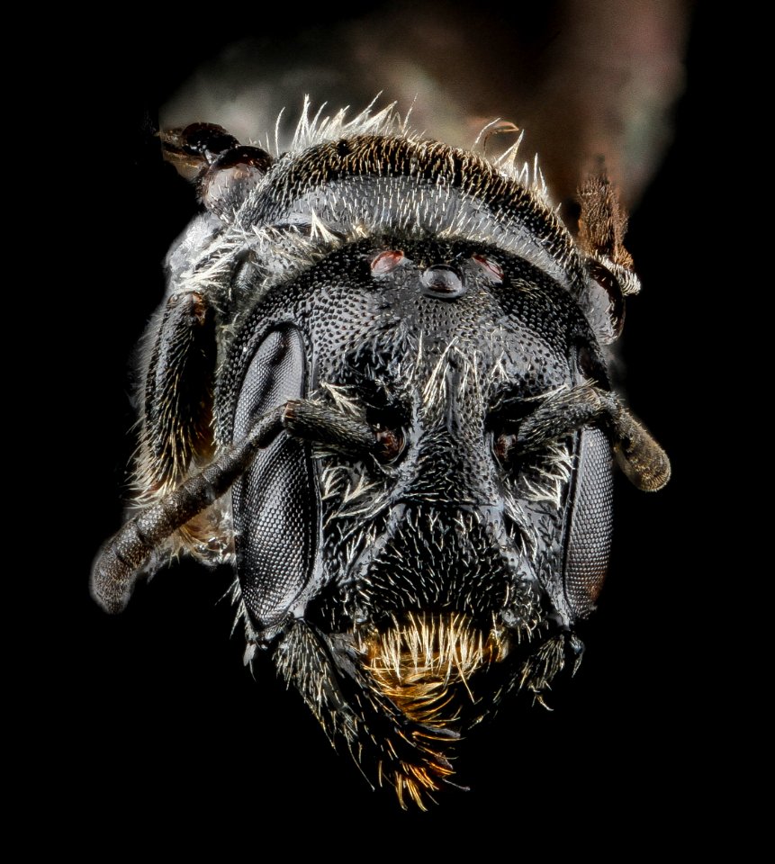 Chelostoma philadelphi, U, face, Towson, MD 2012-10-12-09.28