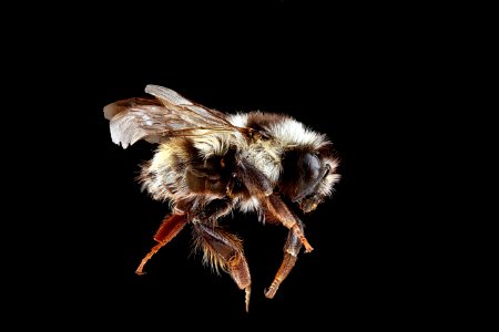 Bombus-bifarius,-side 2012-07-09-17.43.31-ZS-PMax