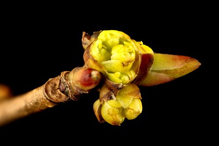 Lindera benzoin pistillate flower, 23 March 2017 spicebush, Howard County, MD, Helen Lowe Metzman 2017-03-24-16.44