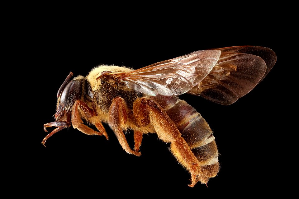Dieunomia xerophila, female, side clean