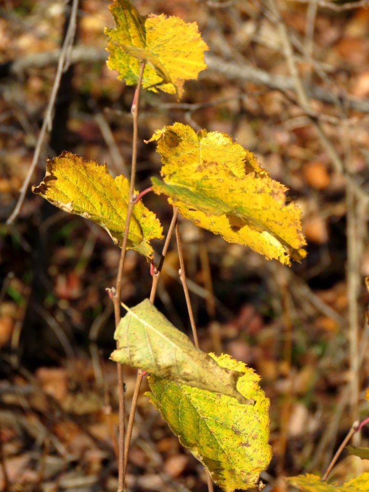 20201013-FS-Superior-SAR-003