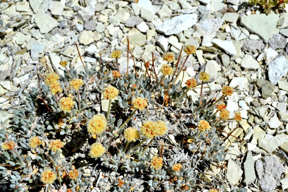 Tiehm's buckwheat (Eriogonum tiehmii)