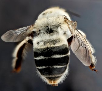 Anthophora affabilis, F, back2, Pennington County, SD 2012-11-13-13.18.48 ZS PMax photo