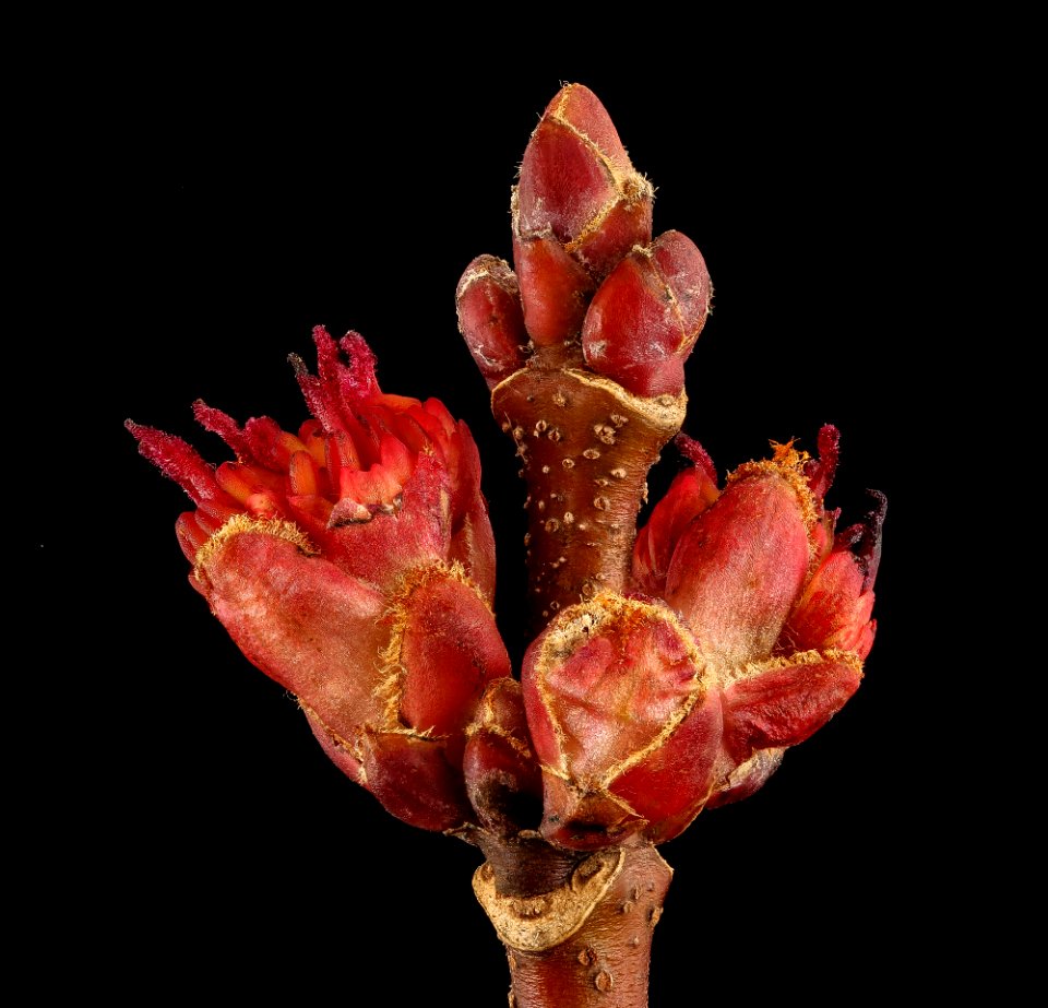 Acer rubrum, pistillate flr. 2, Howard County, MD,  2018-05-17-12.13