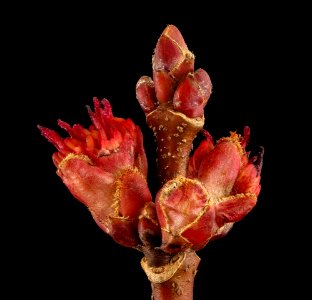 Acer rubrum, pistillate flr. 2, Howard County, MD,  2018-05-17-12.13