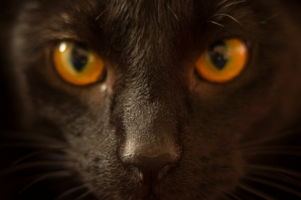 Feline pet portrait
