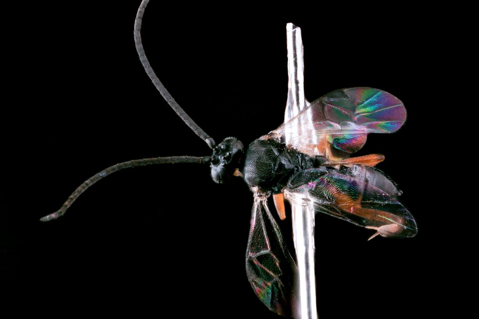 Cotesia congregata, right, u, Kester Lab, 2 2018-05-16-20.34.25 ZS 1