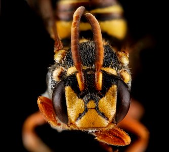 Nomada texana, male, face 2012-08-09-17.08.11 ZS PMax photo