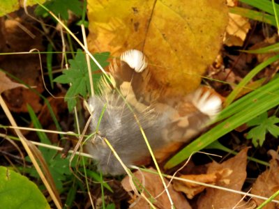 171010-FS-Superior-SAR-grousefeathers