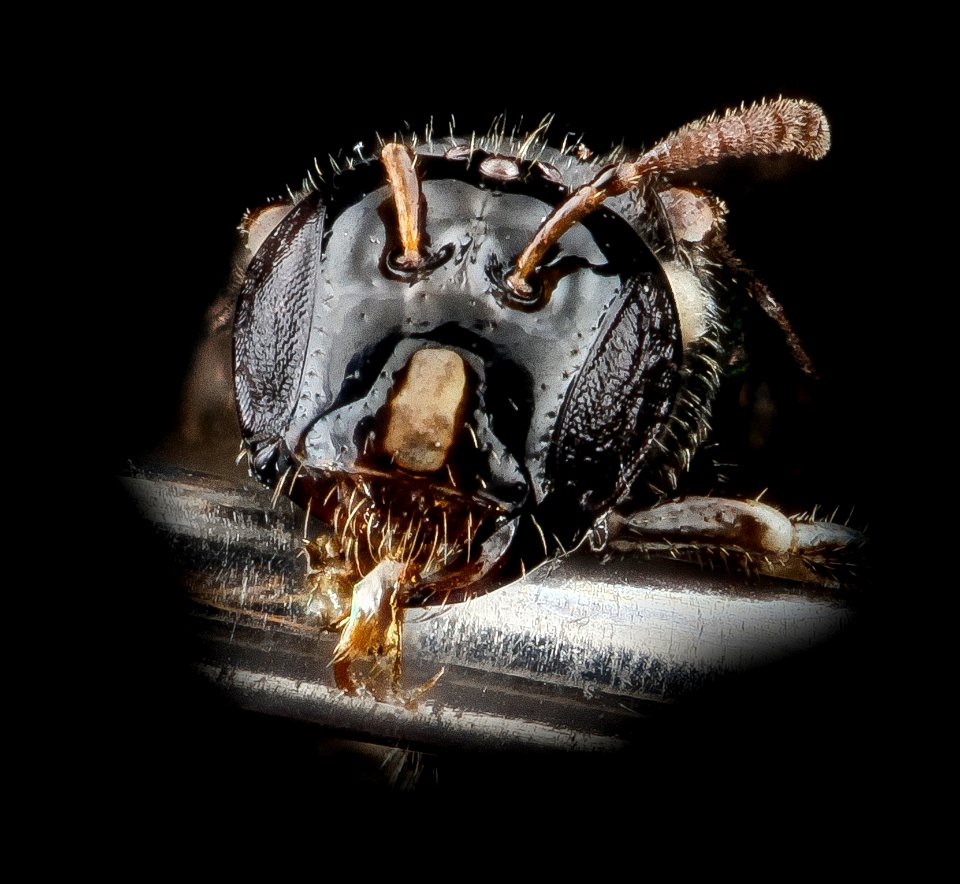 Ceratina species e, U, face, Domincan Republic 2012-10-23-16.06.29 ZS PMax
