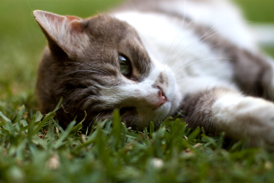 Buba in the Grass