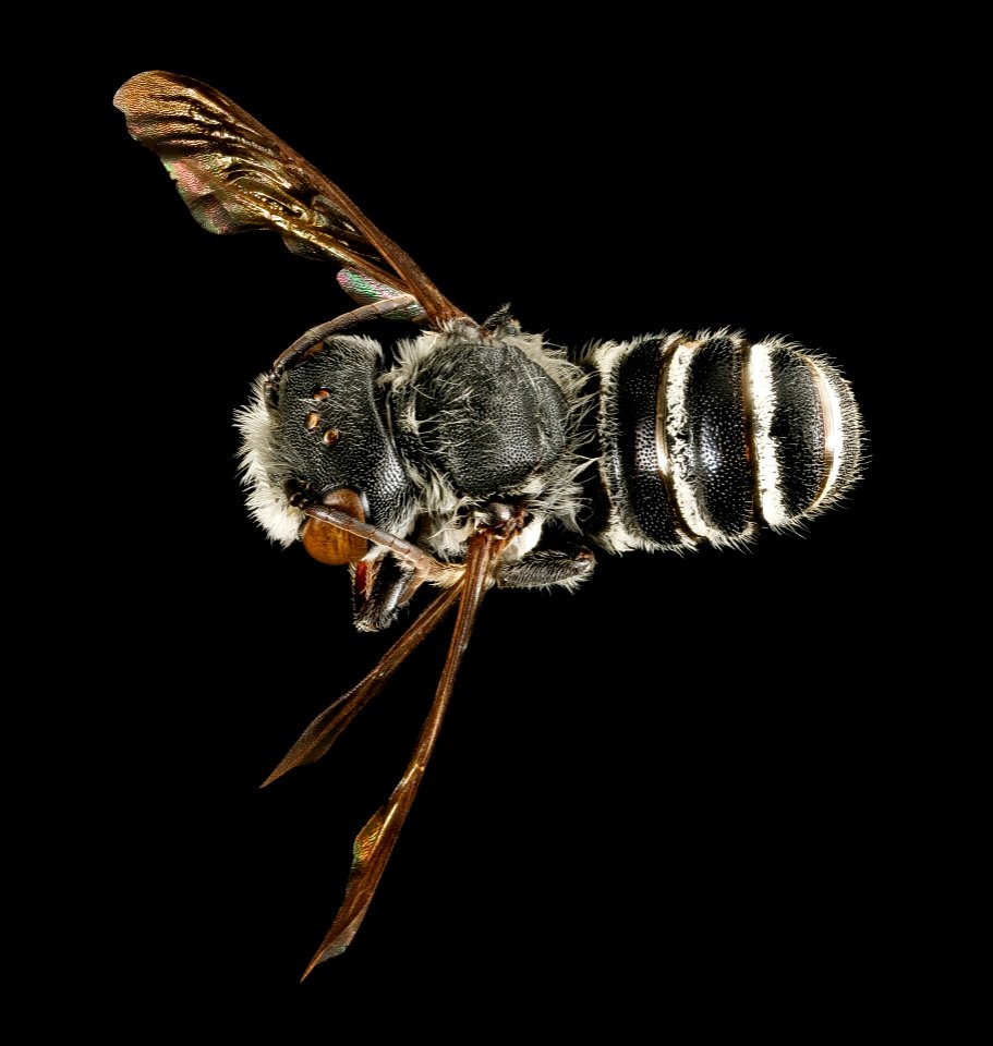 Megachile exilis, m, back, Pr. George's Co., MD 2016-03-15-23.48
