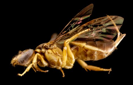bee pale tan, f, colombia, side 2014-08-08-17.06.56 ZS PMax