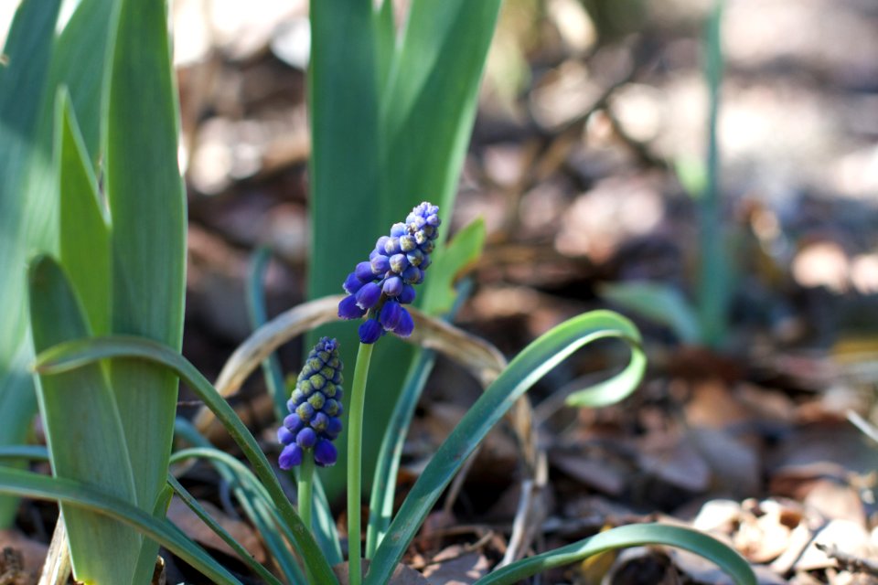 Reliable Grape Hyacinth