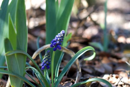 Reliable Grape Hyacinth