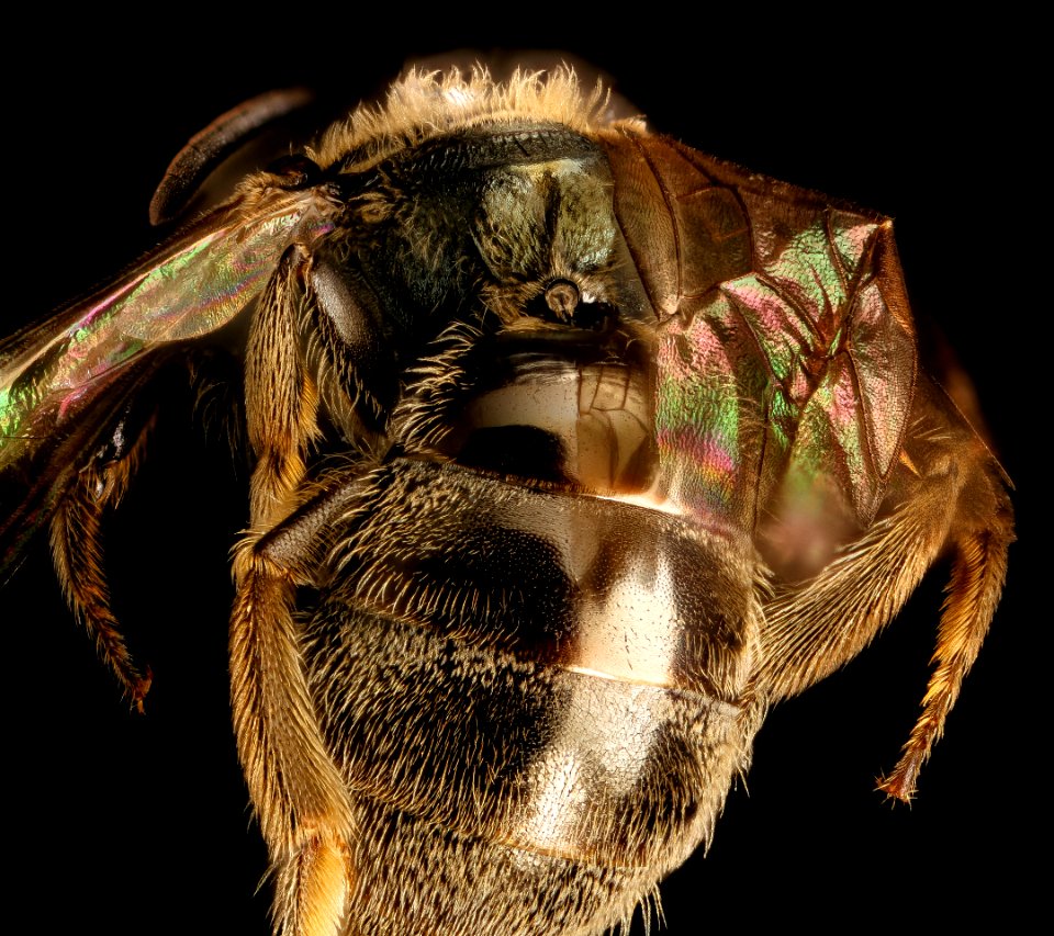 Lasioglossum , f, propodium, Humboldt Co. CA 2016-04-16-00.30