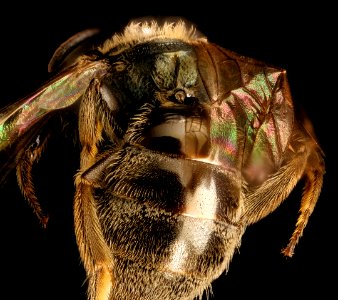 Lasioglossum , f, propodium, Humboldt Co. CA 2016-04-16-00.30