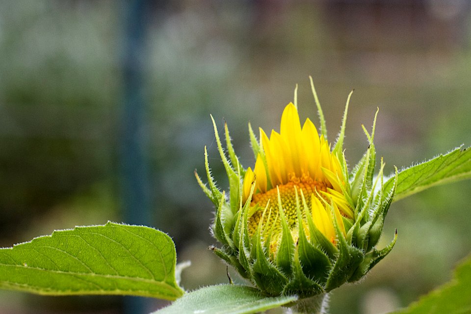 2015/365/213 Sun Reaches for the Sun