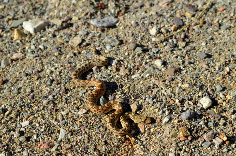 Gopher snake at Milipitas Wash photo