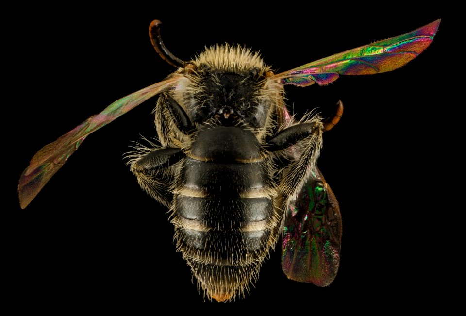Andrena ziziae, M, Back, VA, Giles County 2014-01-31-13.26.57 ZS PMax