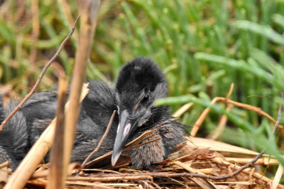 Endangered Ridgway's rail chicks
