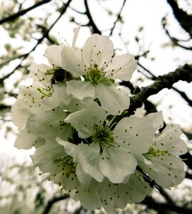 Bloom cherry blossom bee photo
