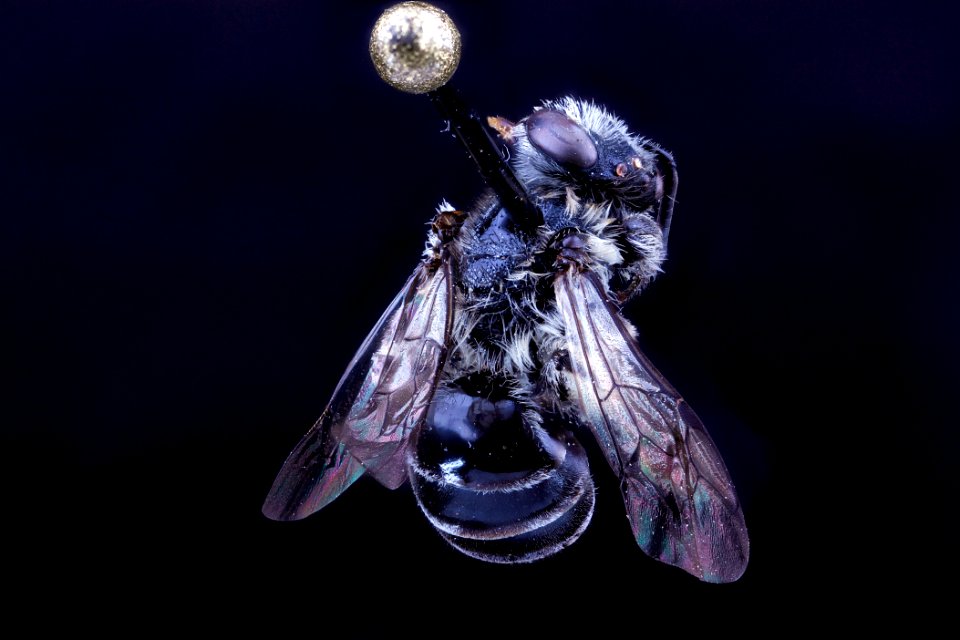 Collettes thysanellae, female, back clean