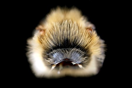 Andrena-vicina,-male,-pronotal-collar,-anterior 2012-07-19-16.49.46-ZS-PMax photo