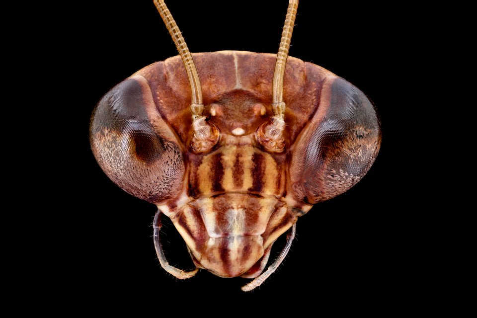Mantis face, close shot 2020-08-06-13.24.57 ZS PMax UDR