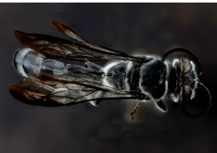 Trypoxylon subimpressum, F, back1, Guantanamo Bay 2012-10-31-15.44.37 ZS PMax