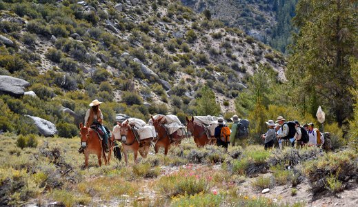 Mules help biologists travel into the wilderness for a Paiute cutthroat trout reintroduction photo