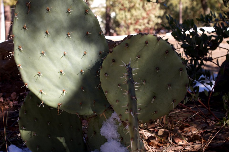 Mountain Cactus